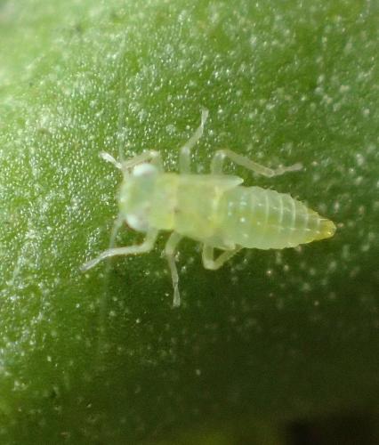Typhlocybinae